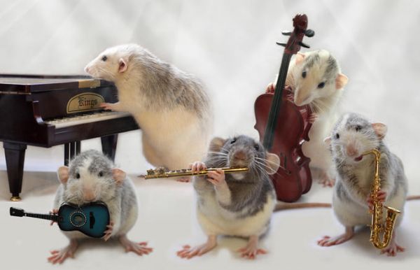 Крысы от Ellen van Deelen.
